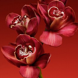 My Euphoria - Eau de Parfum
