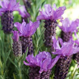 Phytofill™ -  Booster pentru fermitate