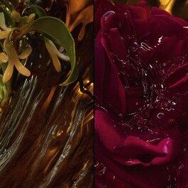 Absolus Allegoria Rose Amira - Eau de Parfum