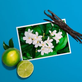 Lemon Island - Eau de Parfum