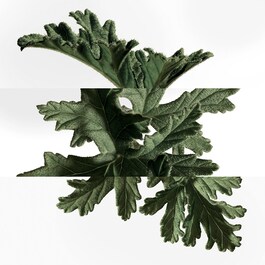 The product image is missing!