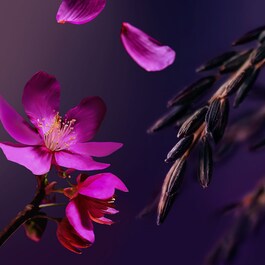 The Ritual of Sakura - Gel de dus spumant