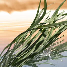 Blushing Sands - Eau de Parfum