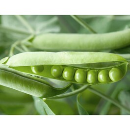 Fermented Soybean Bio Cellulose - Masca de fata pentru netezire
