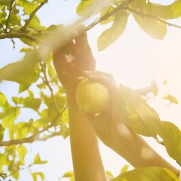 Replica Under Lemon Trees - Eau de Toilette