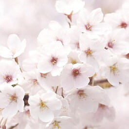 Lotiune tonica pentru luminozitate cu flori de cires Jeju