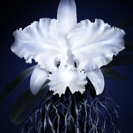 Orchidée Impériale The Cream - Crema anti-imbatranire