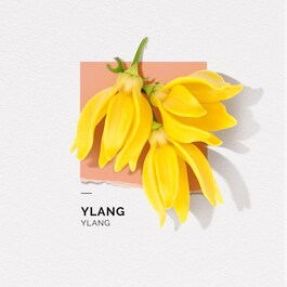 Ylang Eau de parfum