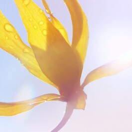 La Vie Est Belle Soleil Cristal - Eu de Parfum