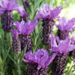 Phytofill™ -  Booster pentru fermitate