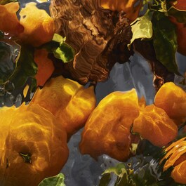 Aqua Allegoria Forte Mandarine Basilic - Eau de Parfum
